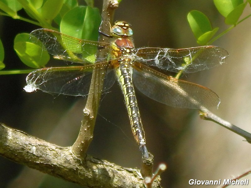 Odonati del Parco del Ticino